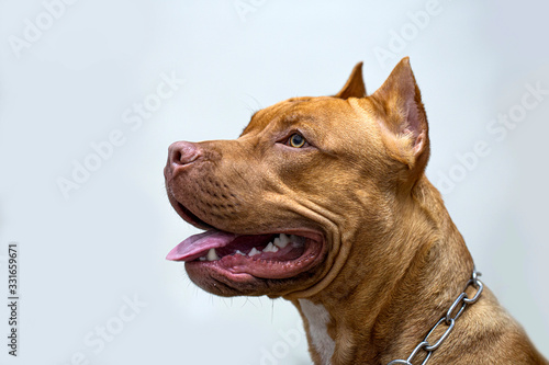 Photos American Pitbull Terrier on a white background.