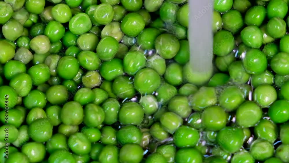 Green Peas. Washing and rinsing fresh green peas in colander in sink. Vegetable In strainer under running water Green Peas. Washing and rinsing fresh green peas in colander in sink. Vegetable In strainer under running water