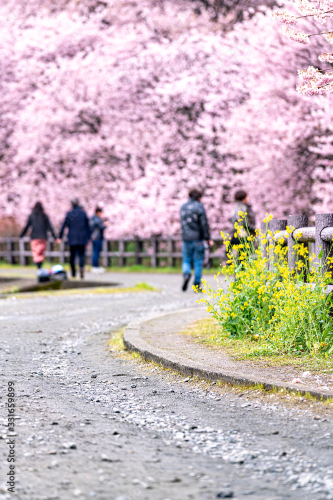 神奈川県 足柄 一ノ堰ハラネ春めき桜