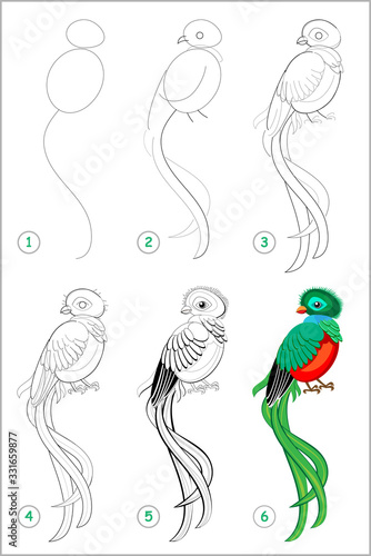 How to draw step by step cute bird quetzal. Educational page for kids. Back to school. Developing children skills for drawing and coloring. Printable worksheet for baby book. Vector cartoon image. photo