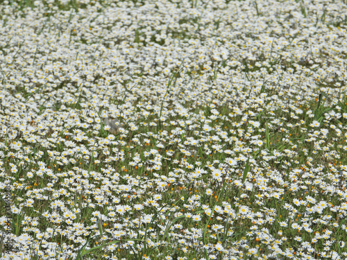 Zoom photo with bokeh effect of beautiful spring field full of daisies