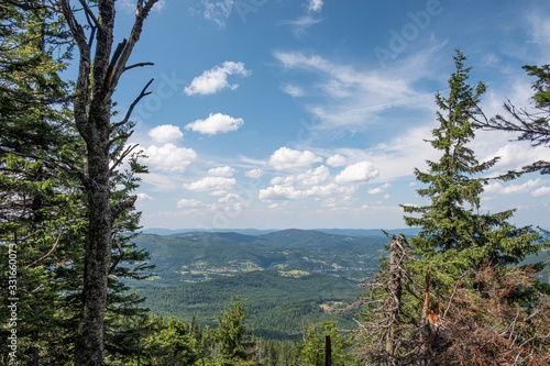 O view over hills and valley from among mountain spruce forest