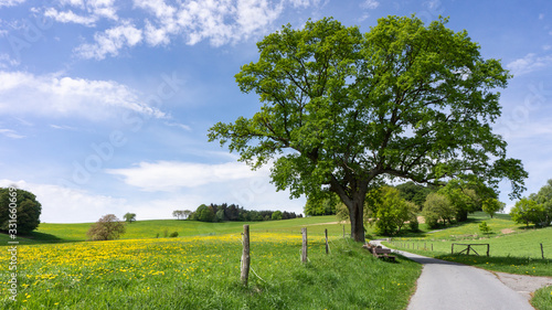 Fototapeta Naklejka Na Ścianę i Meble -  Landscape panorama in summer with agriculture path a single tree with bench on a large meadow with yellow flowers, in the background fruit trees and a forest