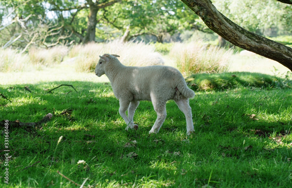 Obraz premium The grazing cut little sheep on the meadow looking at camera