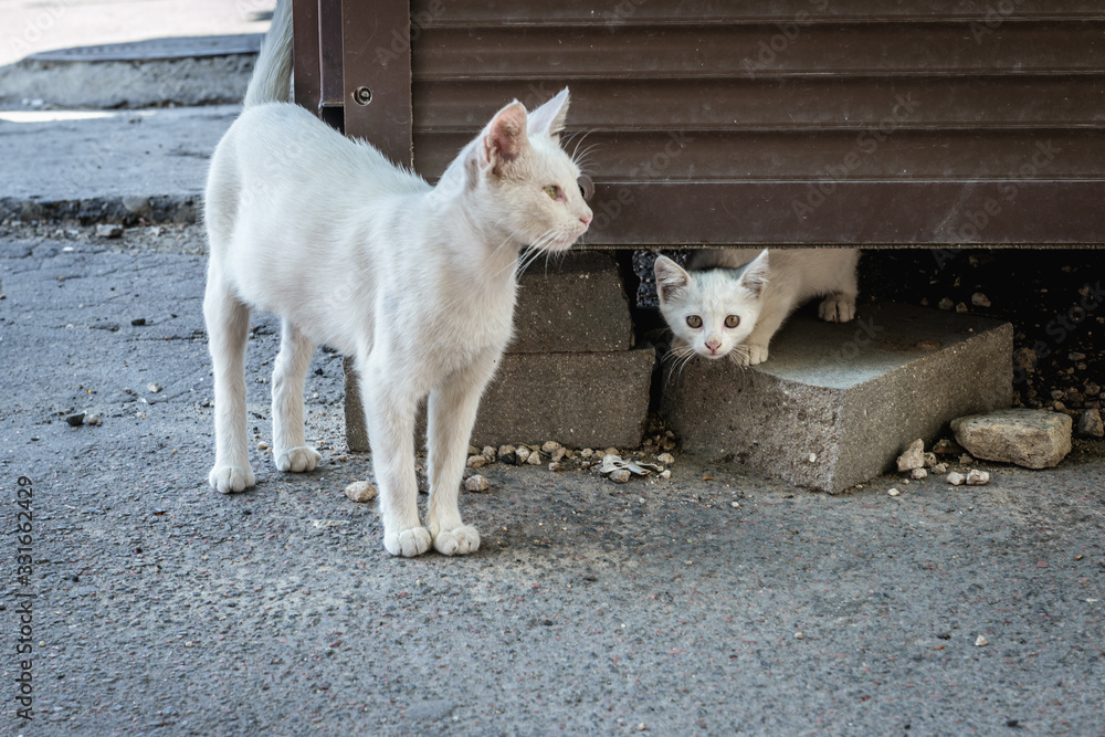 Fototapeta premium Two white stray cats in Chisinau city, Moldova