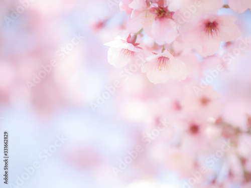 満開の桜の花 日本の春
