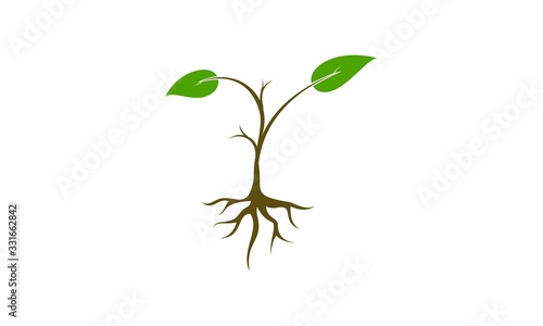 Plant vector