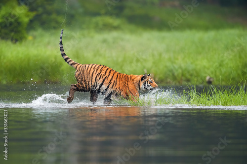 Siberian tiger  Panthera tigris altaica  crossing deep forest lake. Side  low view from water surface. Tiger in typical taiga environment.