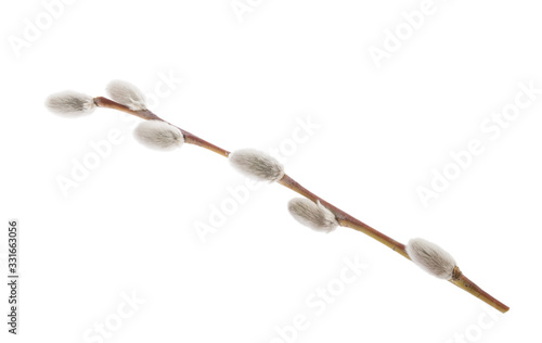 Willow twig isolated on white background. without shadow © azure