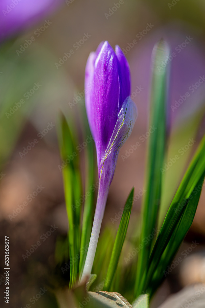 First spring violet flowers - Crocus heuffelianus in Carpathian mountains First spring violet flowers - Crocus heuffelianus in Carpathian mountains