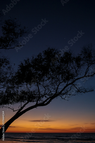 Beautiful silhouette of a tree at sunset on the beach during sunset time © joeyx.j