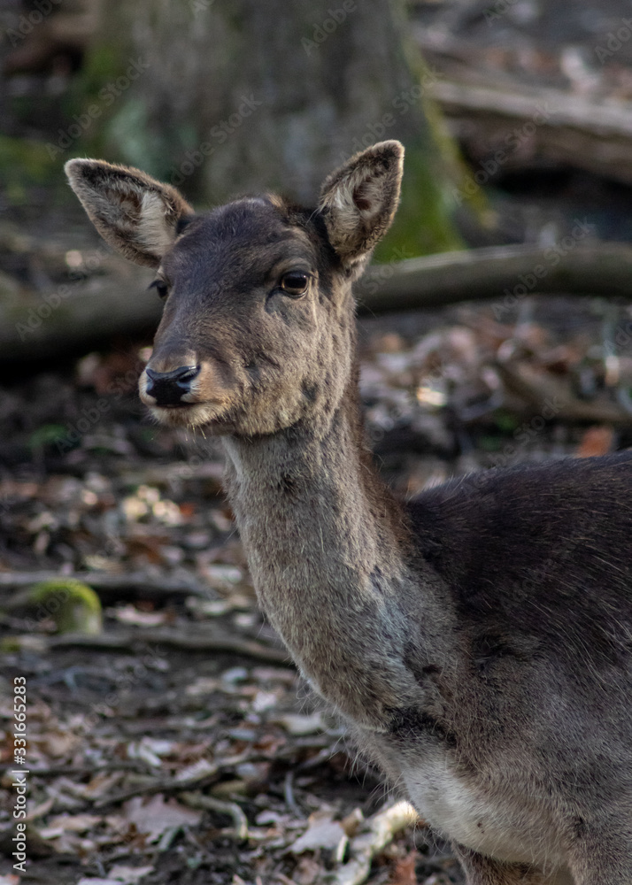 Deer in forest park watching me Deer in forest park watching me