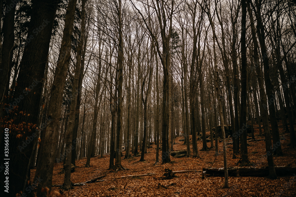 Fototapeta premium forest in autumn