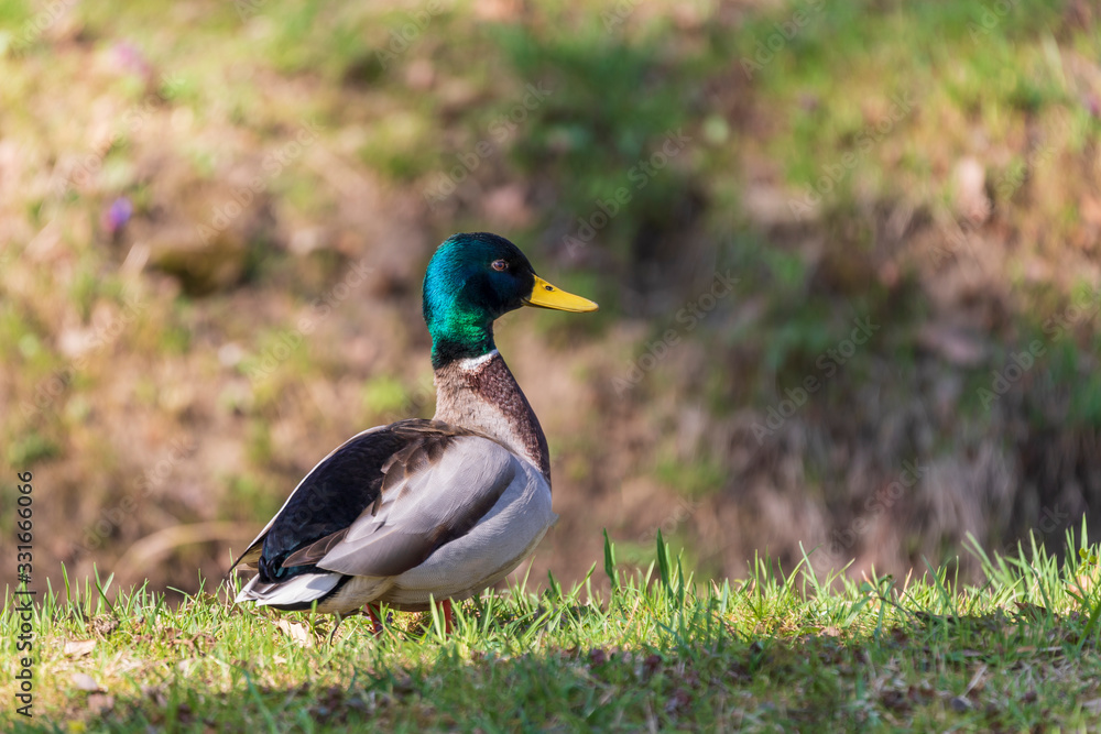 Stained male Anas platyrhynchos - Mallard on green meadow. The background is a nice bokeh. Stained male Anas platyrhynchos - Mallard on green meadow. The background is a nice bokeh.