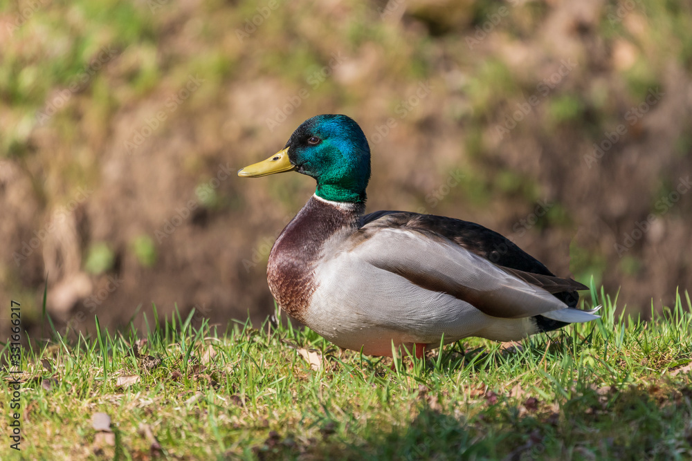 Stained male Anas platyrhynchos - Mallard on green meadow. The background is a nice bokeh. Stained male Anas platyrhynchos - Mallard on green meadow. The background is a nice bokeh.