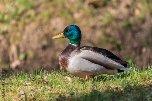 Stained male Anas platyrhynchos - Mallard on green meadow. The background is a nice bokeh.