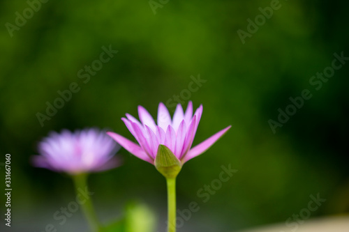 Beautiful pink Lotus flower or water lily