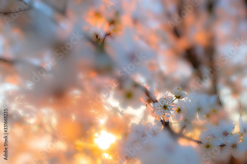Cherry tree blossoms in sunset light