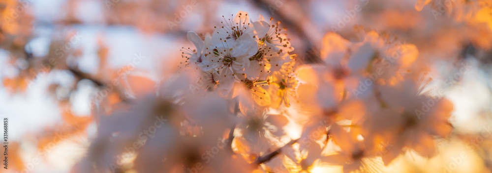 Cherry tree blossoms in sunset light