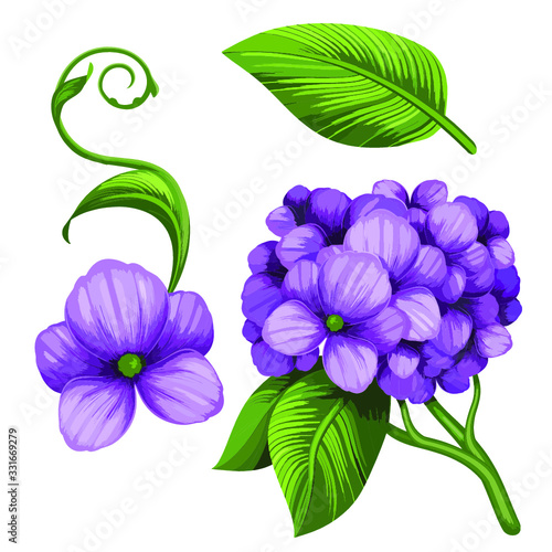 abstract lilac hydrangea branch with green leaf, illustration isolated white background vector  flower design