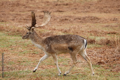 deer roaming around a country park in eland