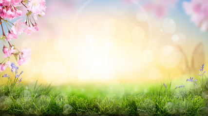 Pink cherry tree blossom flowers blooming in a green grass meadow on a spring Easter sunrise background.