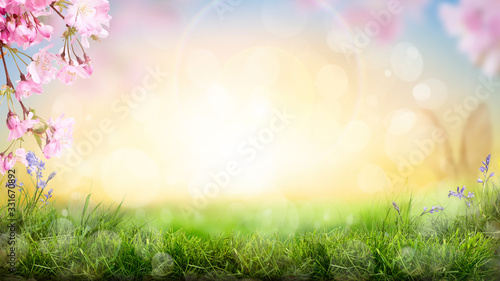 Pink cherry tree blossom flowers blooming in a green grass meadow on a spring Easter sunrise background. photo