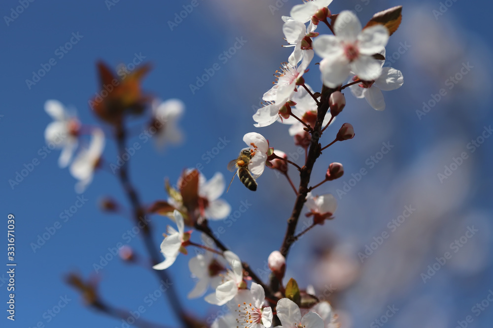 Beautiful spring flowers in blossom