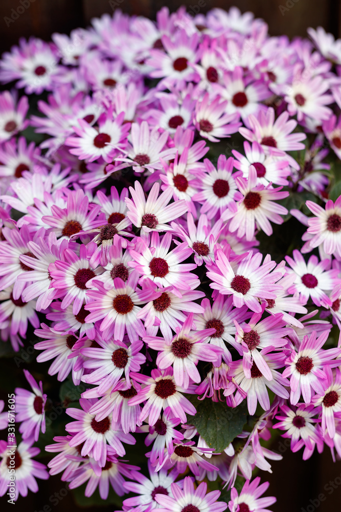 Obraz premium Many Chrysanthemum summer flowers in Violet colour.