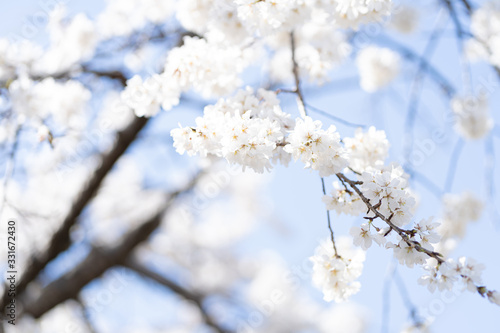 写真素材: しだれ桜 © らっかす
