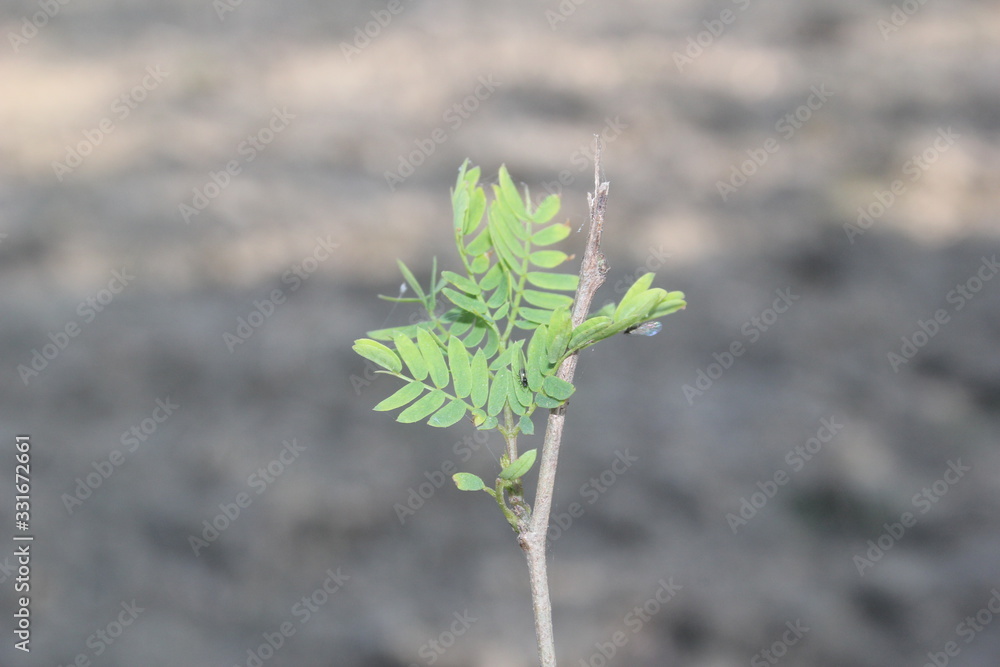 Naklejka premium flower on a background of blue sky