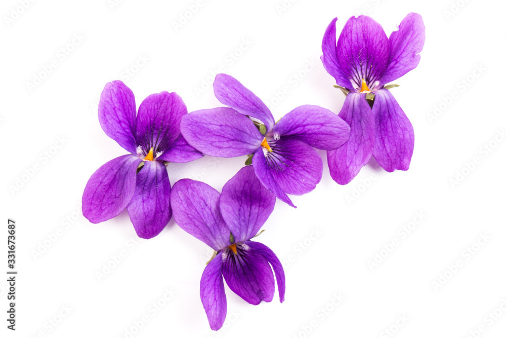 Obraz premium Viola Odorata flowers isolated on white background in close- up. Place for text. Top view with copy space