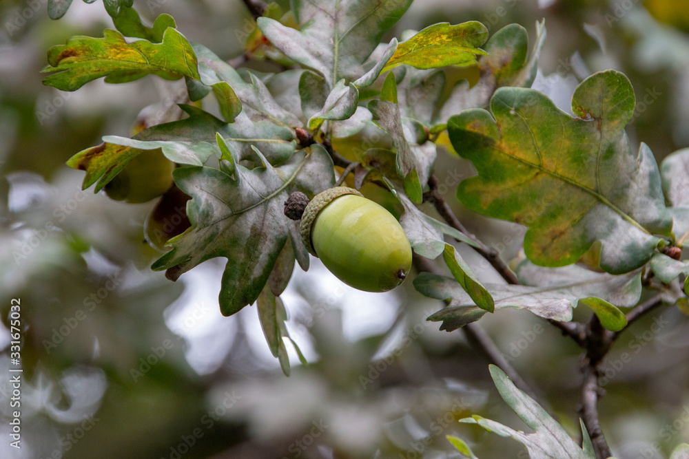 Obraz premium Acorn Tree