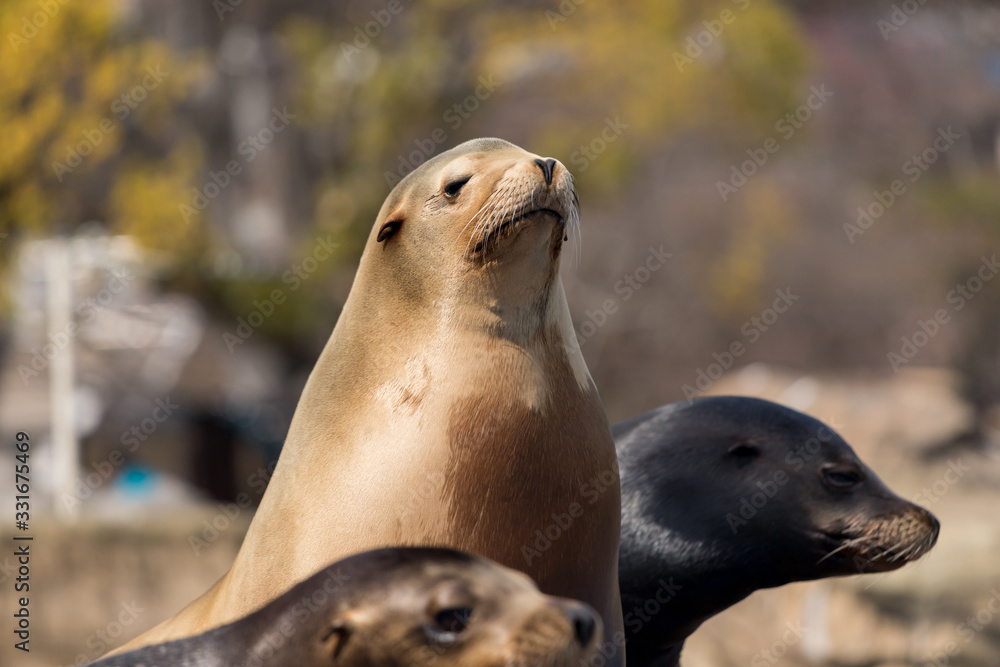 Fototapeta premium 動物園のカリフォルニアアシカ