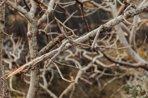 Closeup shot of the dried trees