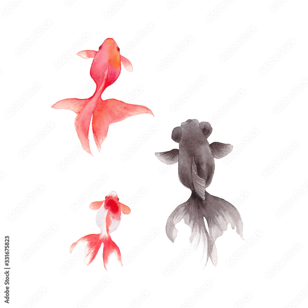 金魚3種の水彩イラストのトレースベクター Stock Vector Adobe Stock 金魚3種の水彩イラストのトレースベクター Stock Vector Adobe Stock