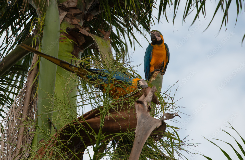 Arara Caninde - Brazil - Brazilian Blue Parrot