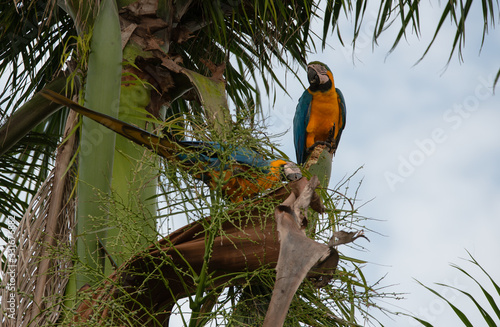 Obraz na płótnie Arara Caninde - Brazil - Brazilian Blue Parrot w salonie