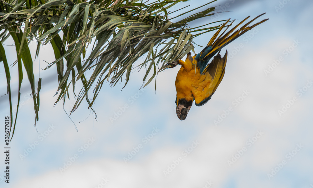 Arara Caninde - Brazil - Brazilian Blue Parrot