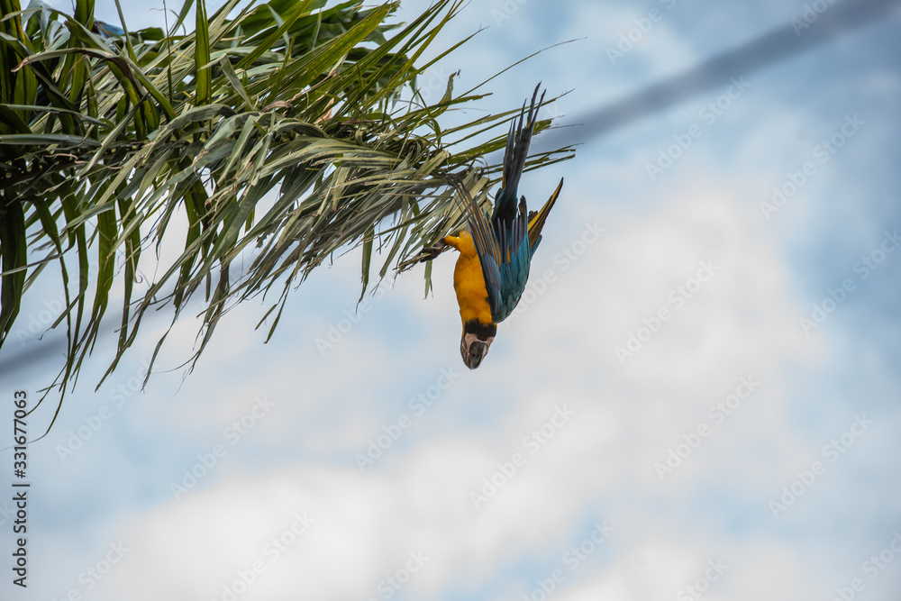 Arara Caninde - Brazil - Brazilian Blue Parrot