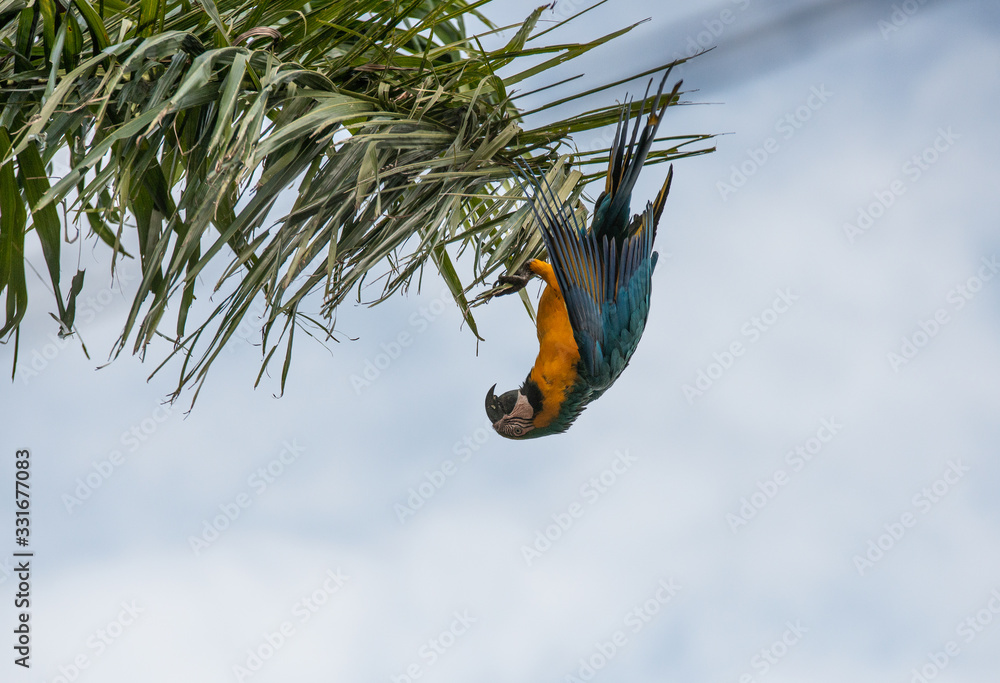 Arara Caninde - Brazil - Brazilian Blue Parrot