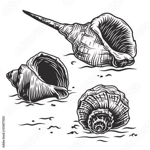Seashell mollusk underwater animal coast wild life
