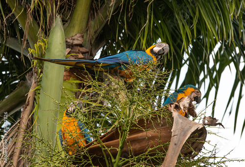 Arara Caninde - Brazil - Brazilian Blue Parrot