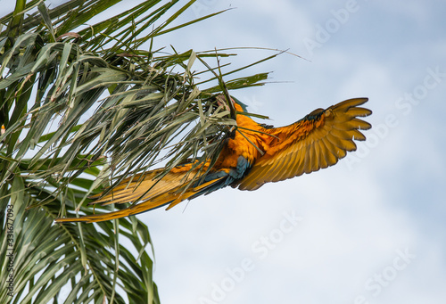 Obraz na płótnie Arara Caninde - Brazil - Brazilian Blue Parrot w salonie