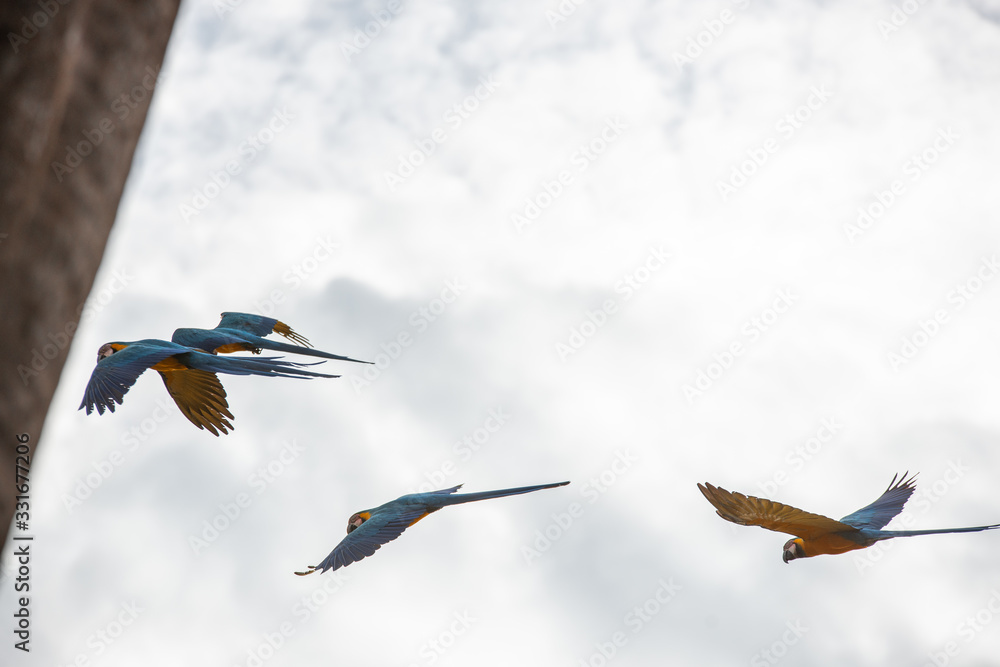 Arara Caninde - Brazil - Brazilian Blue Parrot