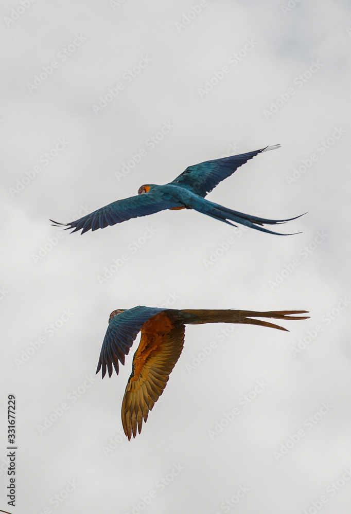 Arara Caninde - Brazil - Brazilian Blue Parrot