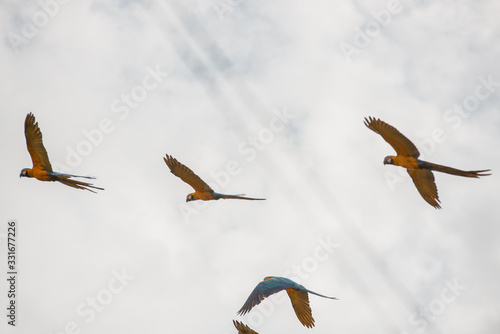 Arara Caninde - Brazil - Brazilian Blue Parrot