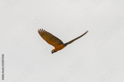 Arara Caninde - Brazil - Brazilian Blue Parrot (ID: 331677242)