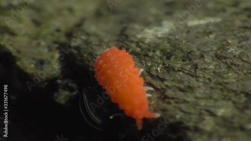 Bilobella braunera. Farbiger Springschwanz.   photo