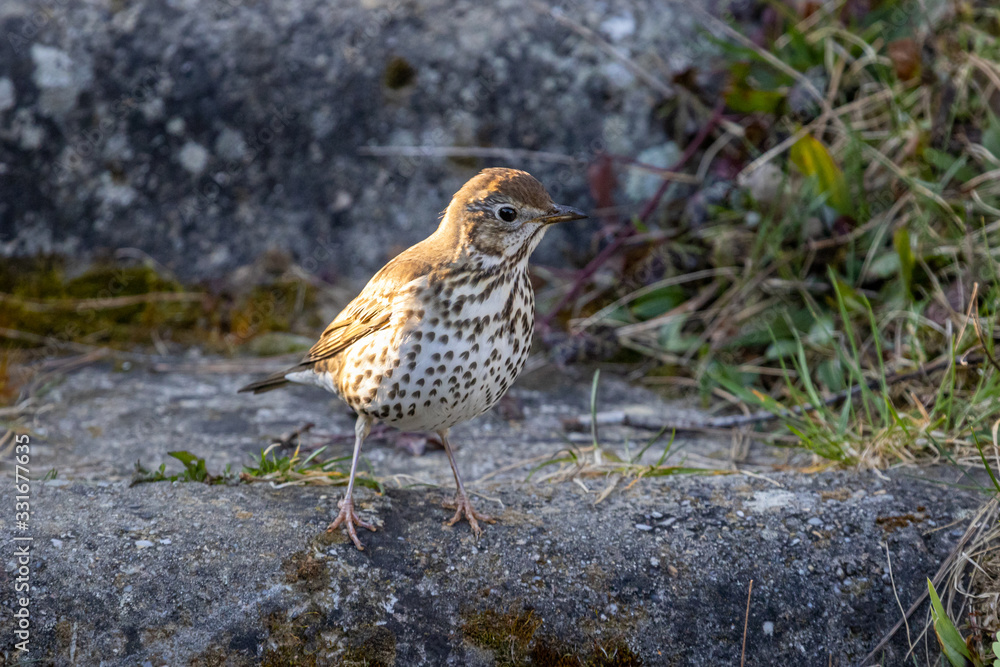 Fototapeta premium Song Thrush (Turdus philomelos) in the